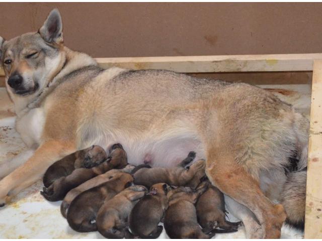 Photo Chiots chiens-loups tchécoslovaques image 1/6