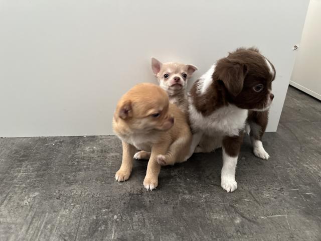 Chiots chihuahua