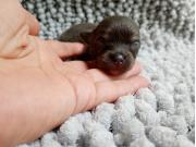 Annonce Chiots chihuahua poils longs
