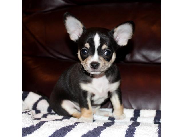 Photo Chiots Chihuahua pour adoption image 1/2