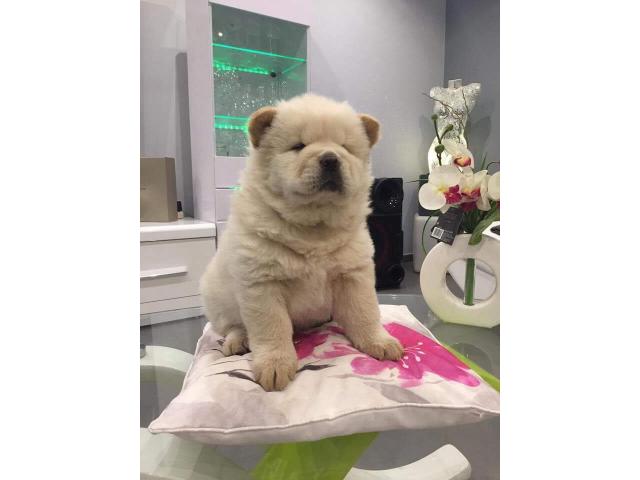 Chiots chow chow