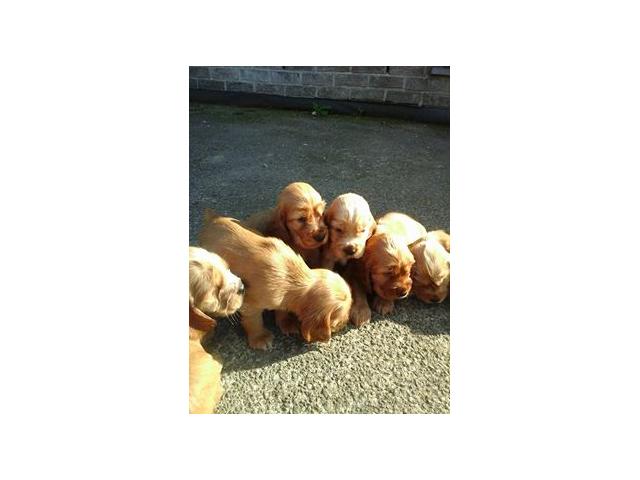 chiots cockers spaniel
