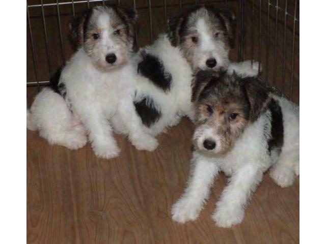 Photo Chiots Fox terrier image 1/1