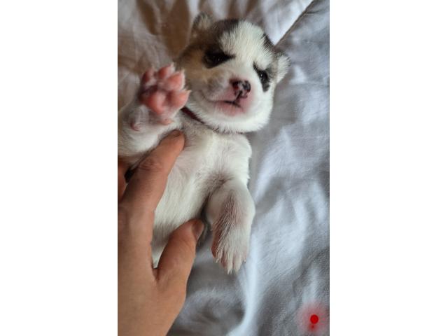 Chiots husky sibérien