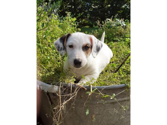 chiots jack russell