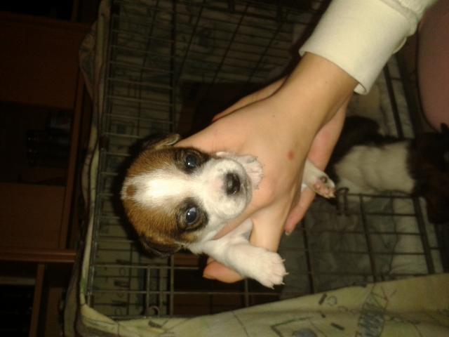 chiots Jack Russell