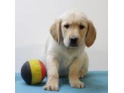 Annonce Chiots Labrador blond à vendre