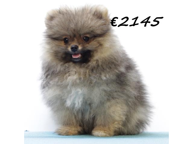 Chiots Poméranien à vendre