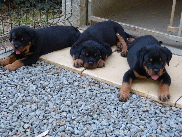 Photo Chiots rottweiler image 1/3