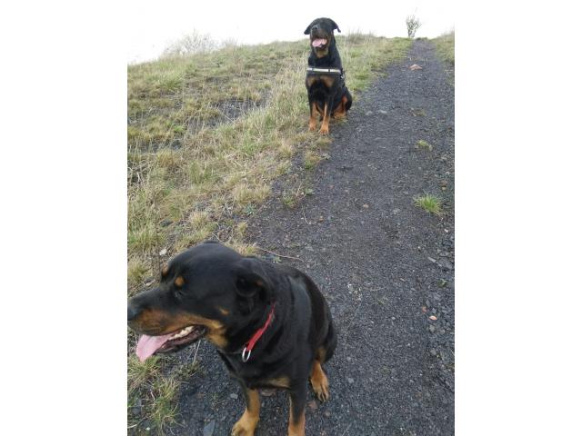 Photo Chiots rottweiler image 1/2