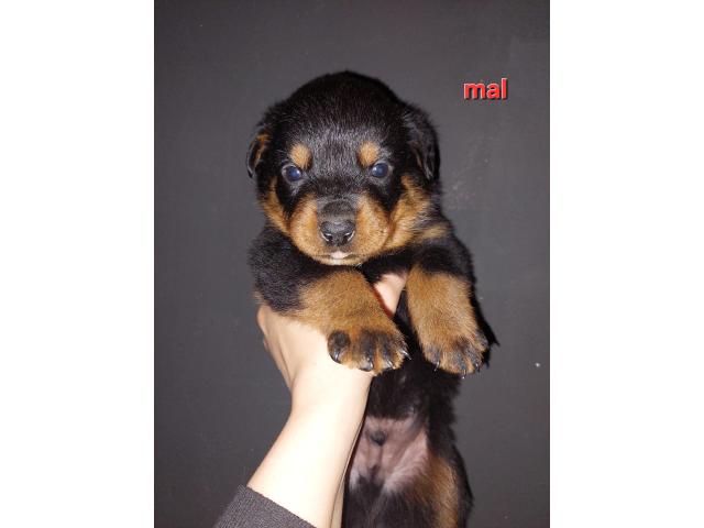 Photo Chiots rottweiler image 1/2