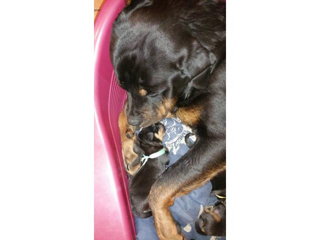 Photo chiots rottweiler image 1/3