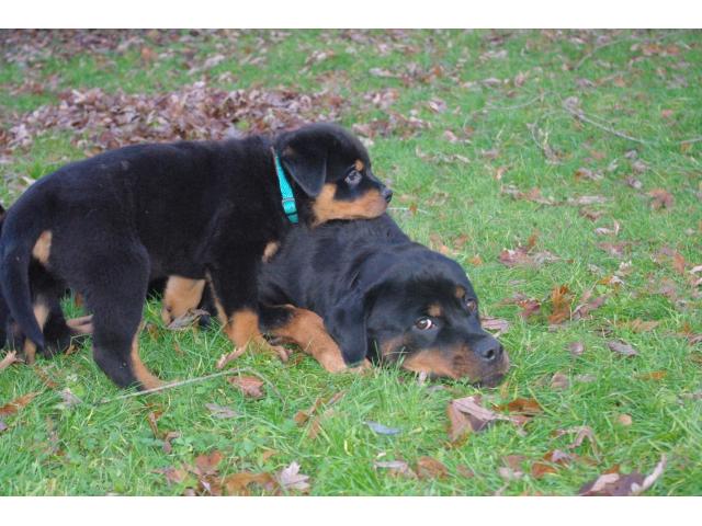 Photo Chiots rottweiler image 1/5