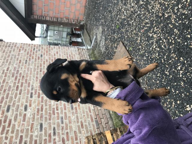 Photo Chiots rottweiller image 1/3