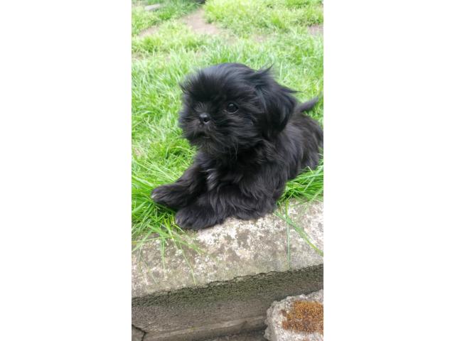 Chiots shih tzu