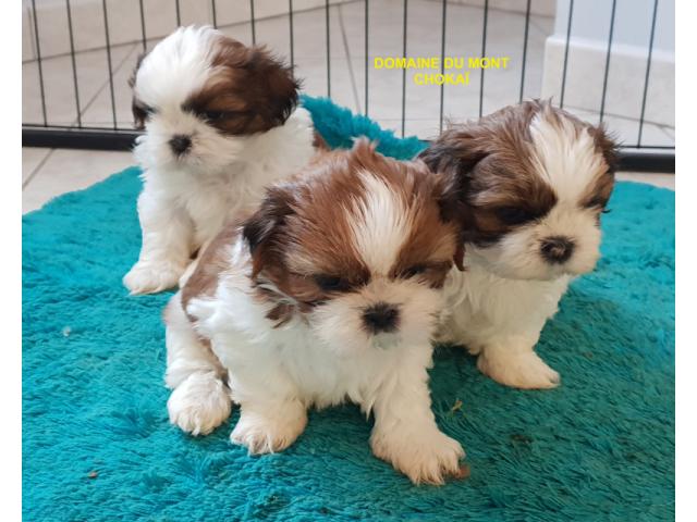 Chiots Shih Tzu " Domaine du Mont Chokaï Suisse"