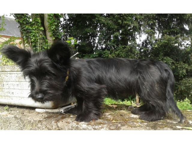 Photo Chiots skye terrier image 1/4