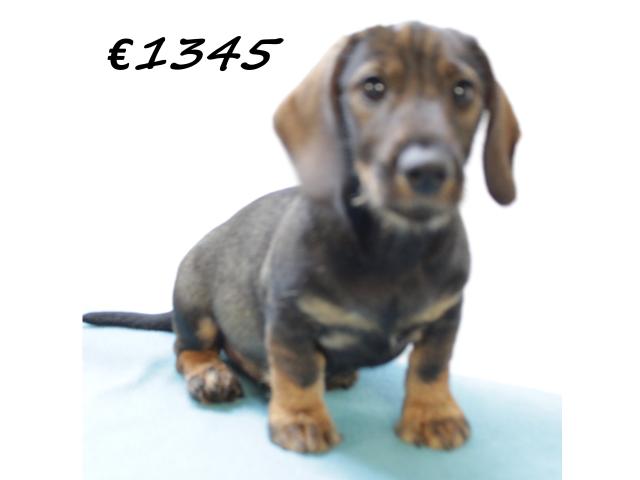 Chiots teckel à poil dur à vendre