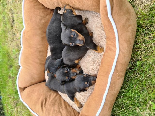 Chiots Teckels