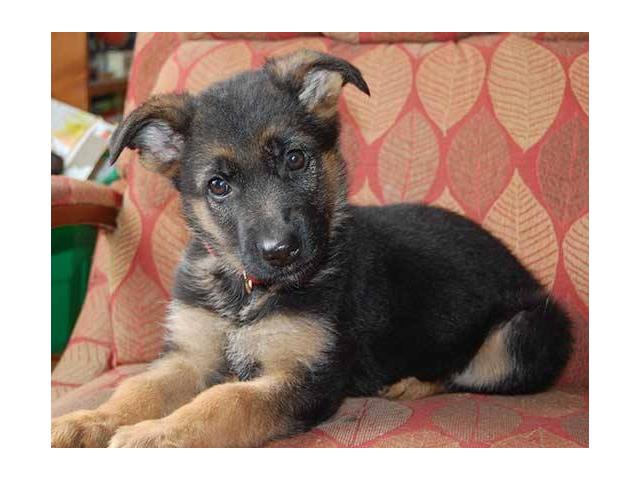 Photo Chiots type Berger Allemand 3 mois image 1/2