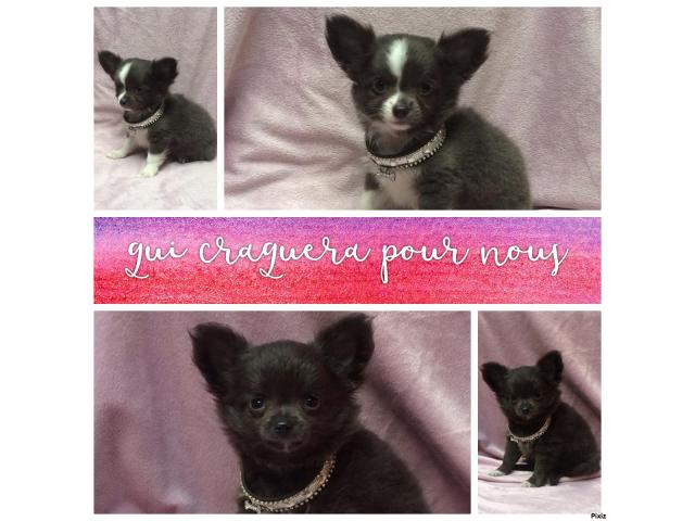 Photo chiots type chihuahua (( male )) image 1/3