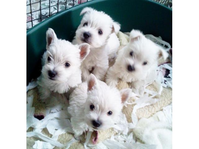 Chiots Westies /West Highland White Terrier