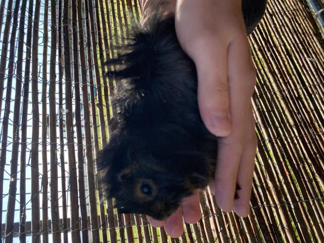 Cochon d inde