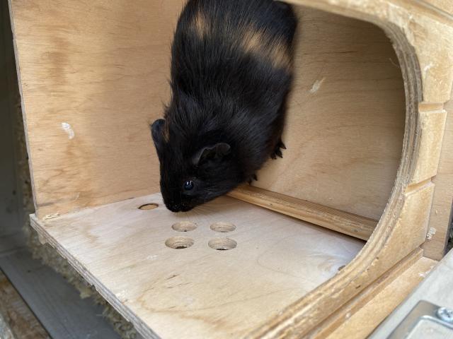 Cochon d Inde 1 mâle et 1 femelle