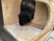 Annonce Cochon d Inde 1 mâle et 1 femelle