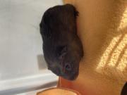 Annonce Cochon d Inde
