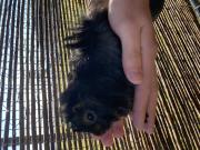 Annonce Cochon d inde