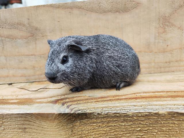 Cochon d'Inde - cobaye