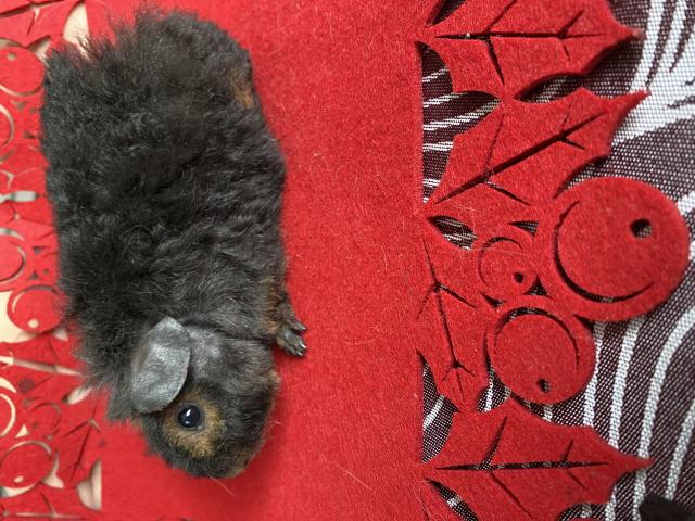 Cochon d Inde males et femelles