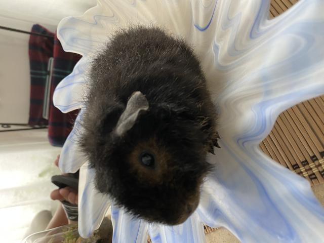 Photo Cochon d Inde style Teddy image 1/3