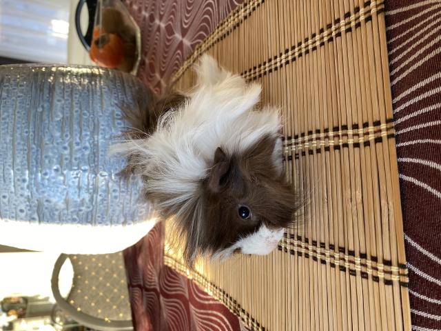 Cochon d’Inde male(2)