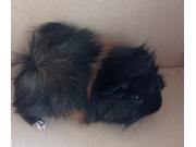 Annonce Cochons d'inde femelles