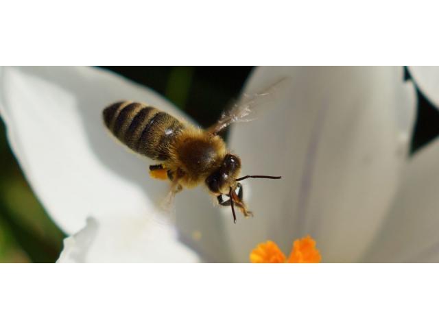 Colonies abeilles hivernées