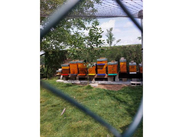 Photo colonies d'abeilles en production   reine 2024 image 1/3