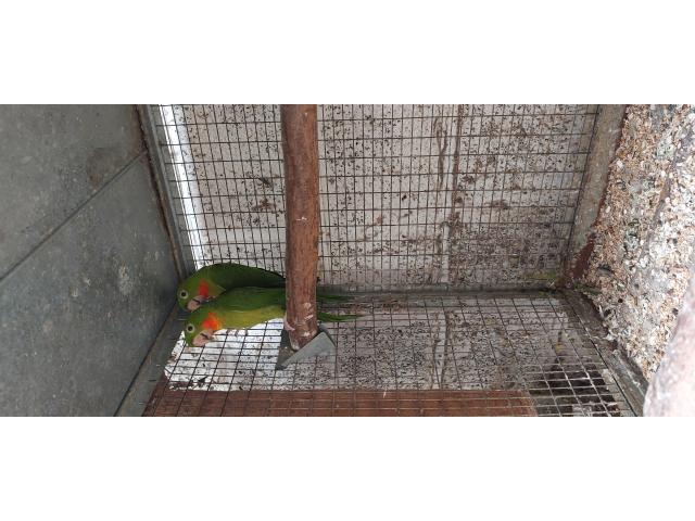 Conure