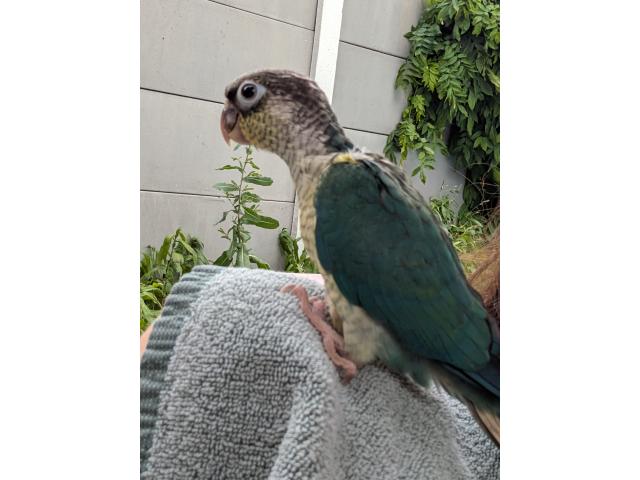 Conure jeune 2025 eam