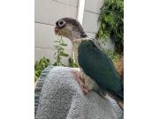 Annonce Conure jeune 2025 eam