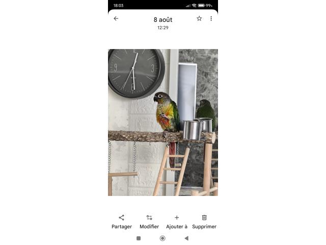 Conure molinea femelle