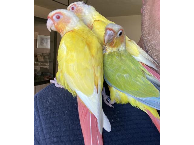 CONURE PYRRHURA APPRIVOISÉ EAM