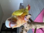 Annonce CONURE PYRRHURA APPRIVOISER EAM