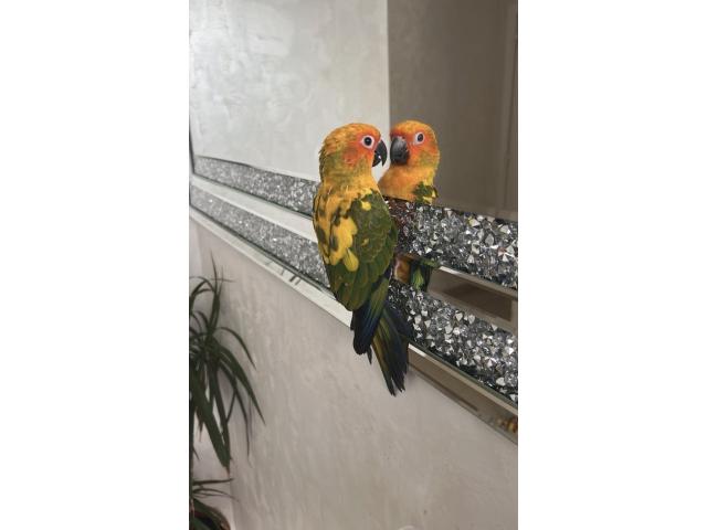 Photo Conure Soleil image 1/2