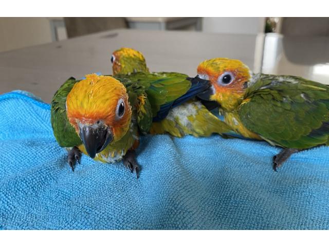 CONURE SOLEIL APPRIVOISER EAM