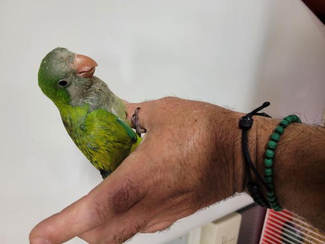 conure veuve