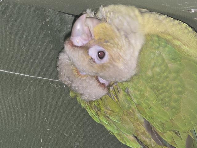 Conures EAM