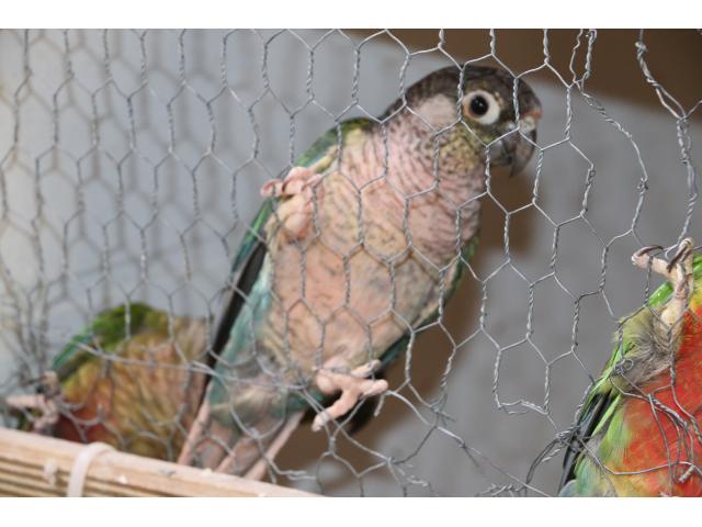 Conures molina