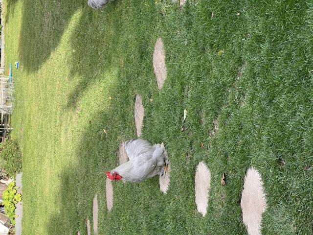 Cop de Pekin gris perle
